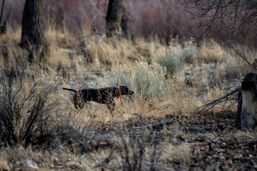 12604648_10204313864486918_4671450990507728601_o